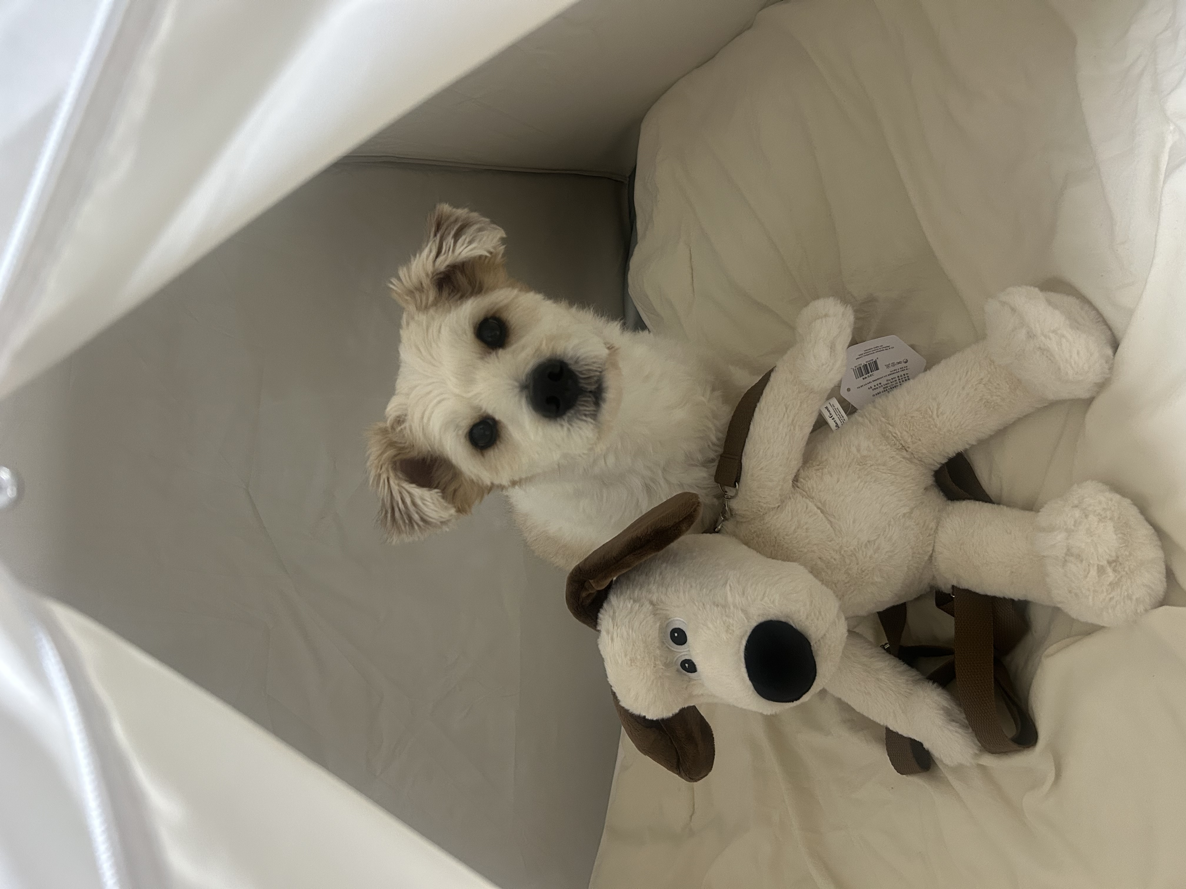 콩이의 중성화 수술 후 변화: 더 편안한 일상으로